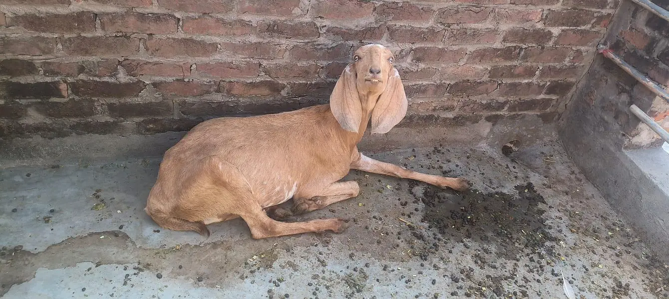 Goat For Sell — photo 6
