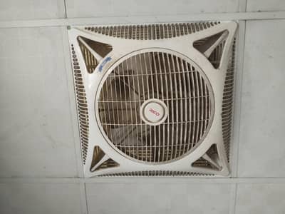 Rico fan