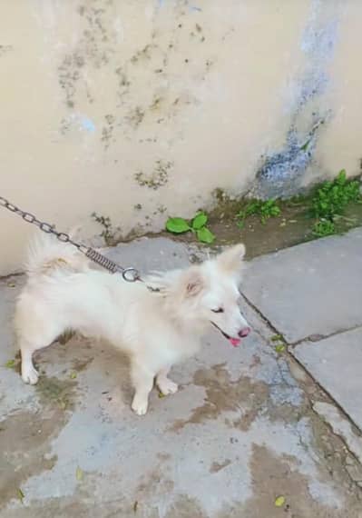 Russian breed male dog for sale