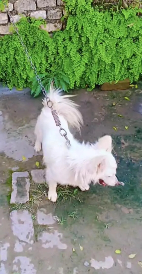 Russian breed male dog for sale — photo 2