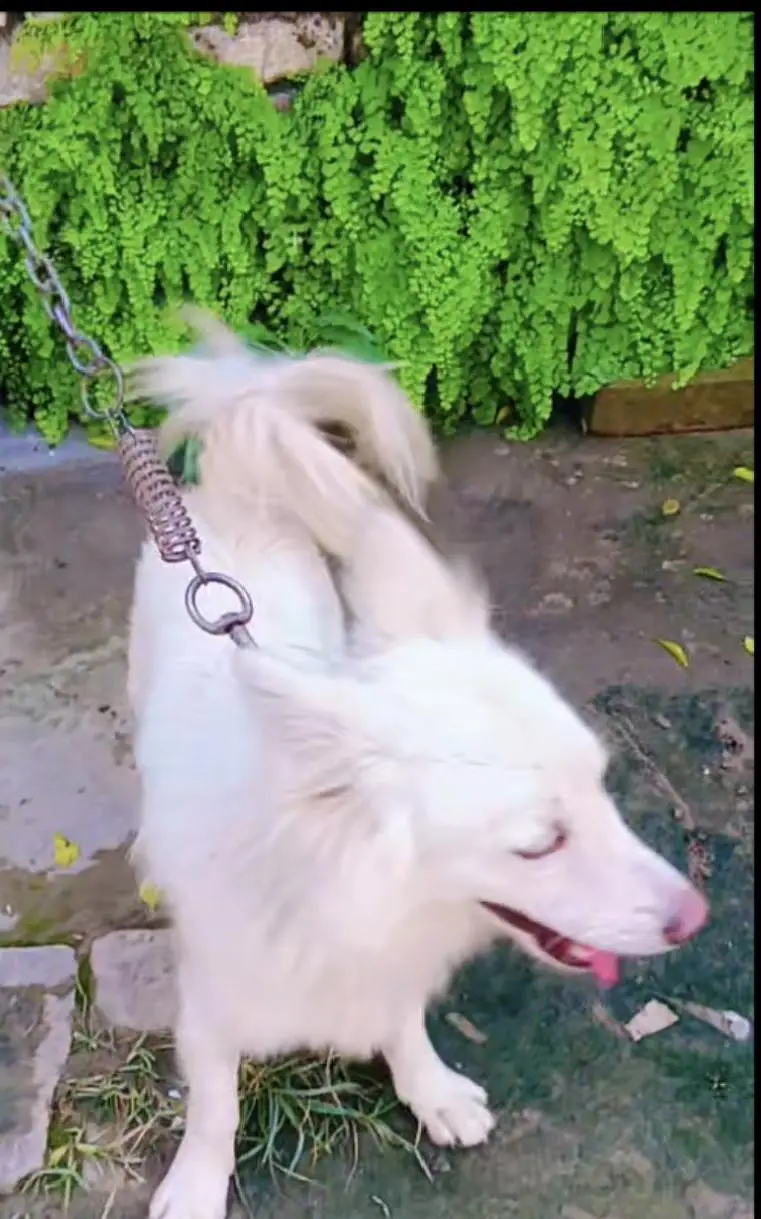 Russian breed male dog for sale — photo 3