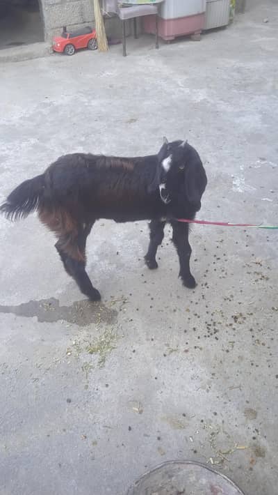 black female for sale age 7 months