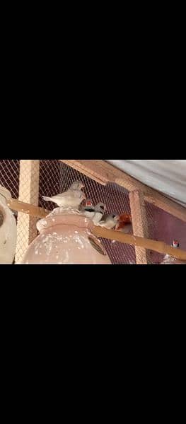 15 finches breeding pairs for sale