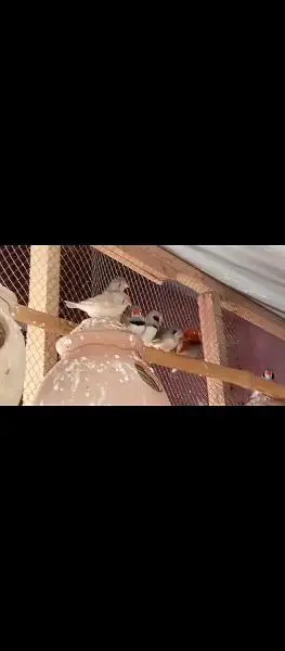 15 finches breeding pairs for sale