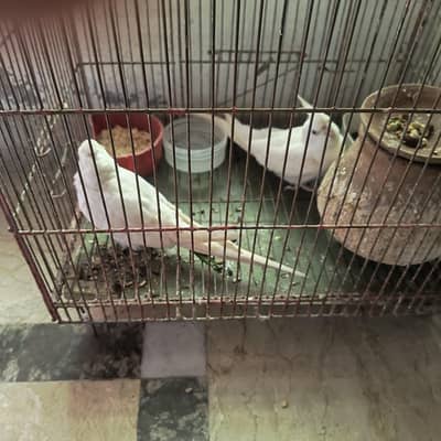 cockatiel  pair