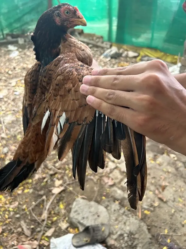 aseel breeder hen — photo 4