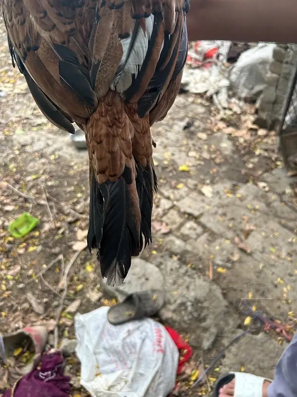 aseel breeder hen — photo 5