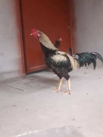 Aseel murgha murghi