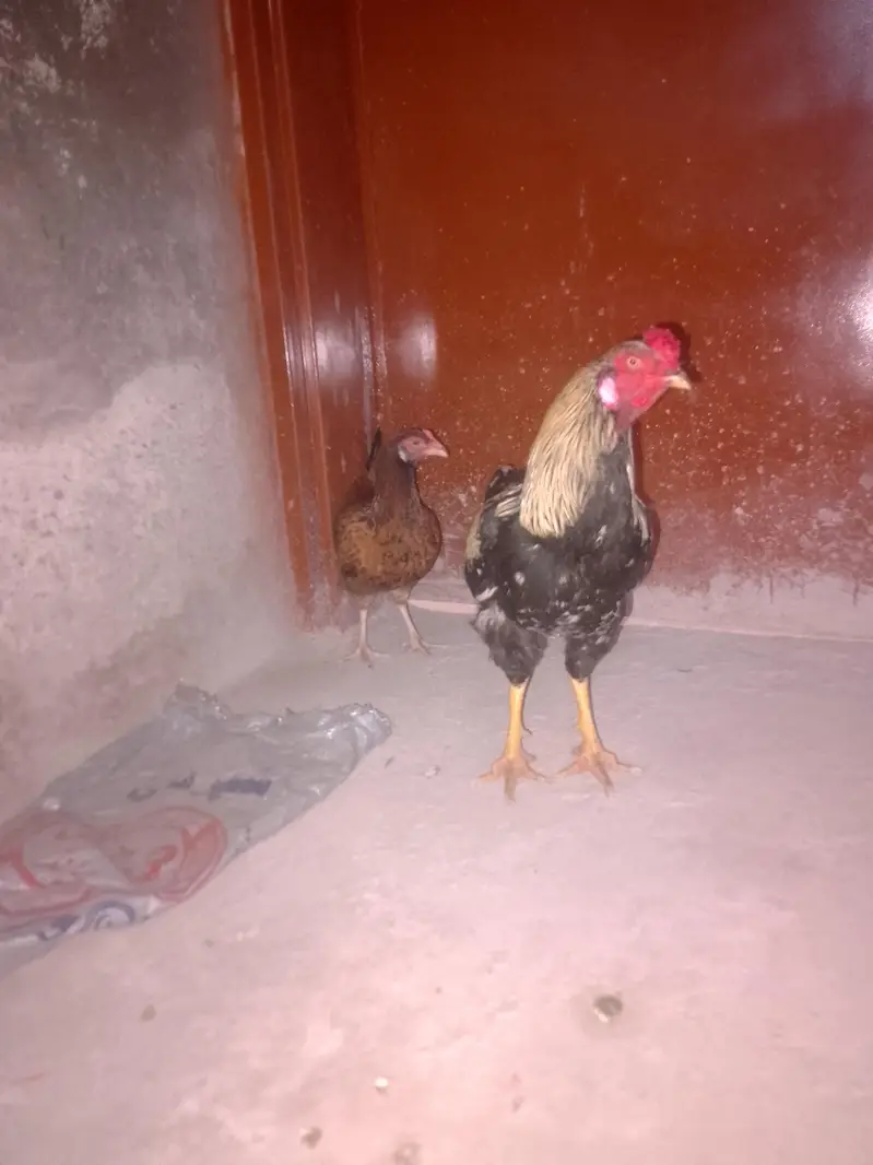 Aseel murgha murghi — photo 9