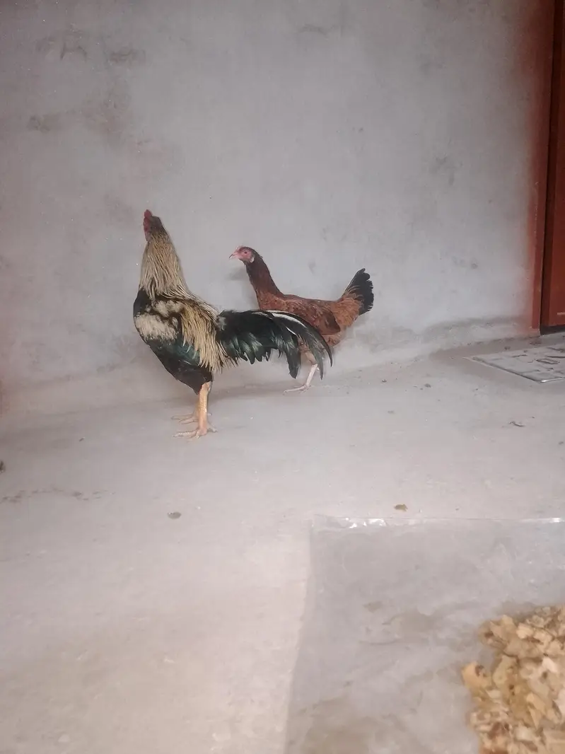 Aseel murgha murghi — photo 10