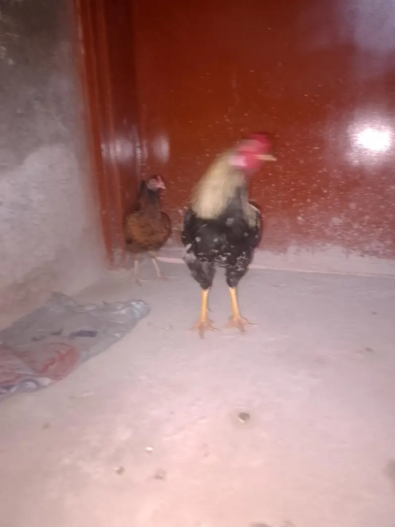 Aseel murgha murghi — photo 12