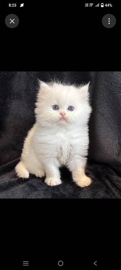 kitten for sale only serious buyer contact kary
