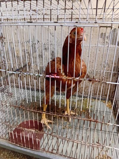 high quality breed