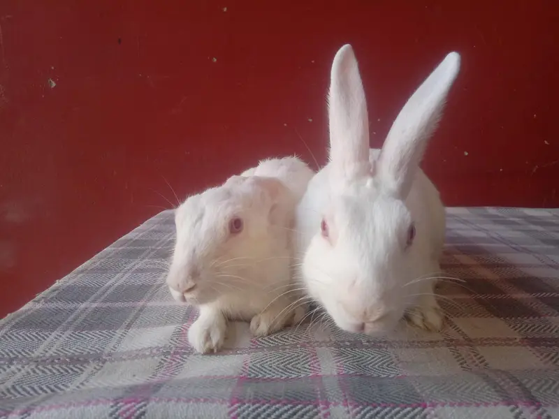 white rabbit red eye breeding pair