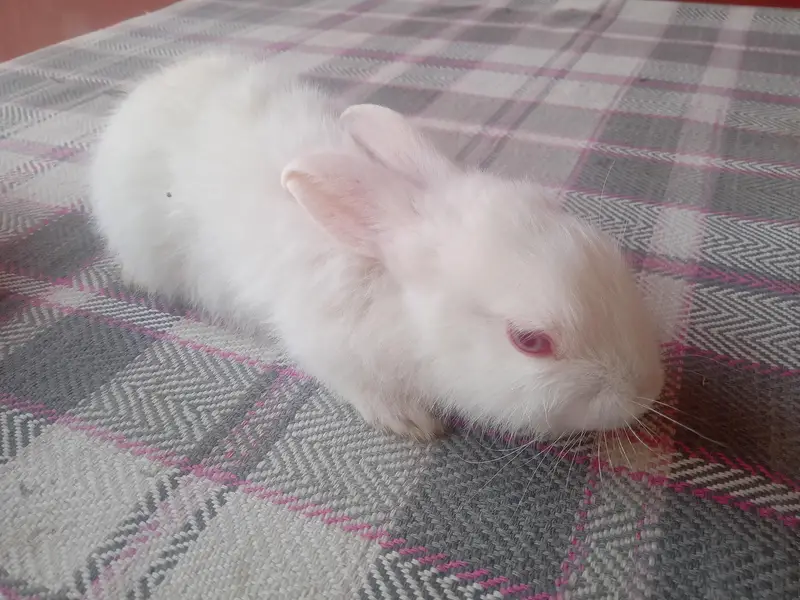 white rabbit red eye breeding pair — photo 2