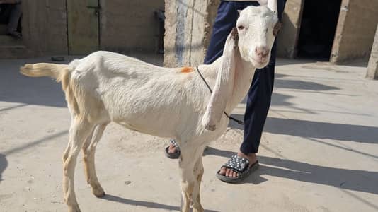 gulabi cross female or kamori cross female for sell hai