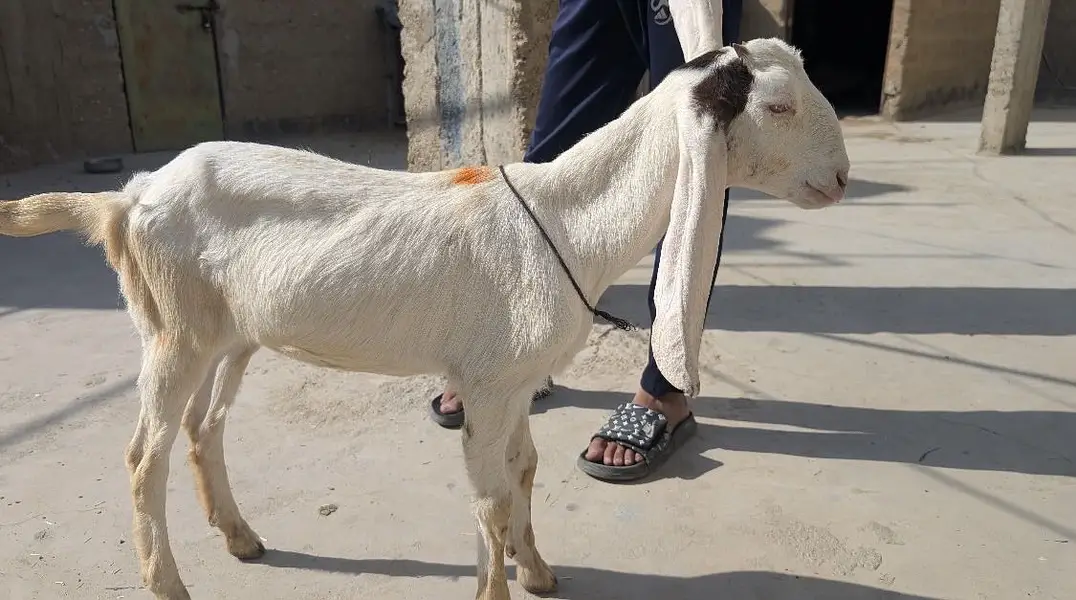 gulabi cross female or kamori cross female for sell hai — photo 2