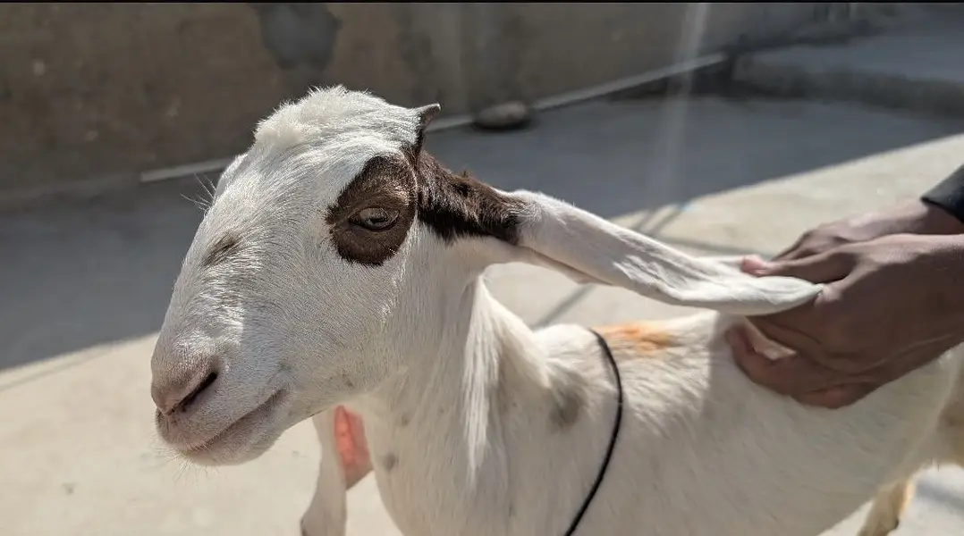 gulabi cross female or kamori cross female for sell hai — photo 3