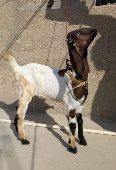 gulabi cross female or kamori cross female for sell hai