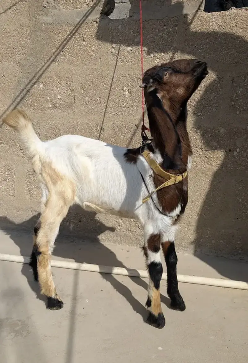gulabi cross female or kamori cross female for sell hai — photo 4