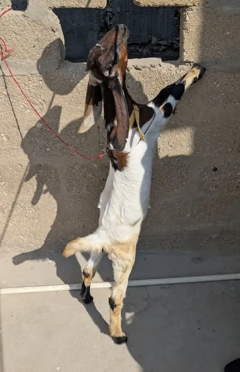 gulabi cross female or kamori cross female for sell hai — photo 5