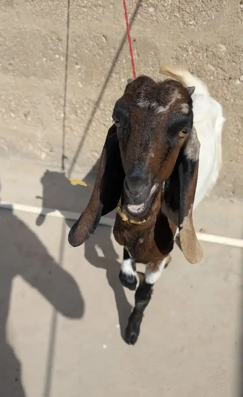 gulabi cross female or kamori cross female for sell hai — photo 6
