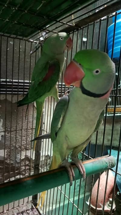 Raw Parrot Pair | Hand Taim Raw Parrot | Kashmiri Raw Parrot Pair