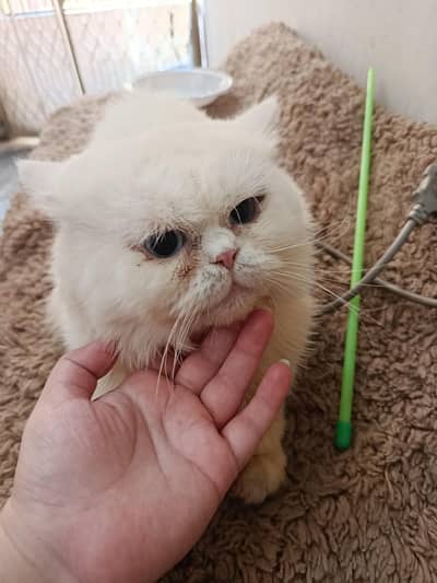 Blue eyes male/punch face male/male cat