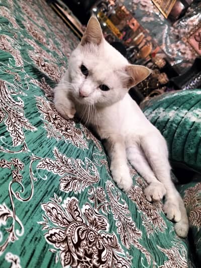 She is very clean cat