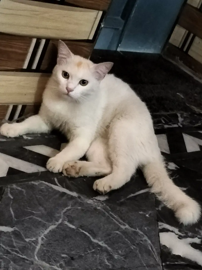She is very clean cat — photo 2