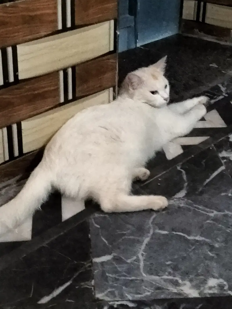 She is very clean cat — photo 3