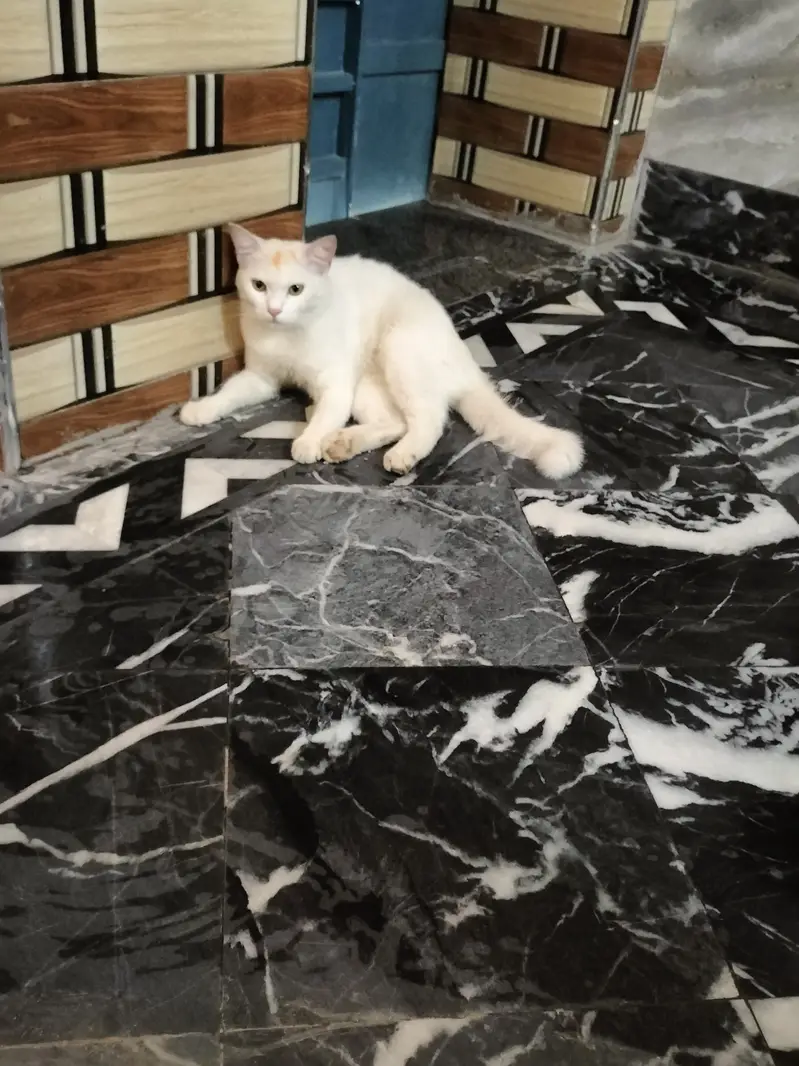 She is very clean cat — photo 4