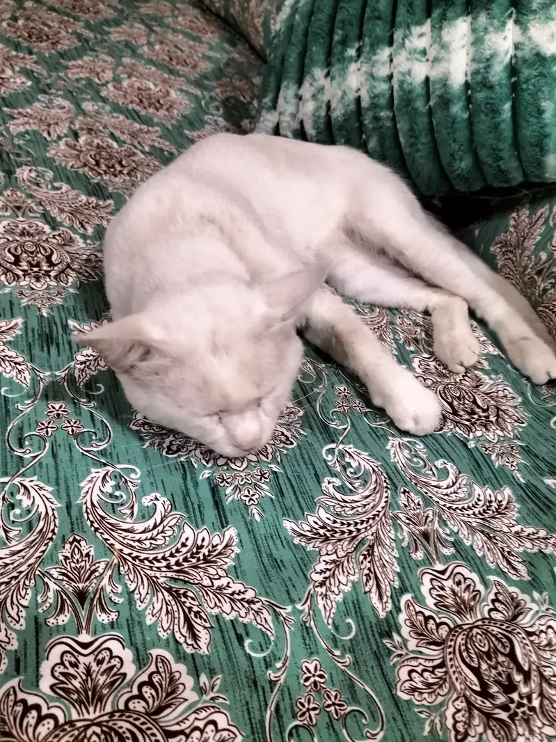 She is very clean cat — photo 5
