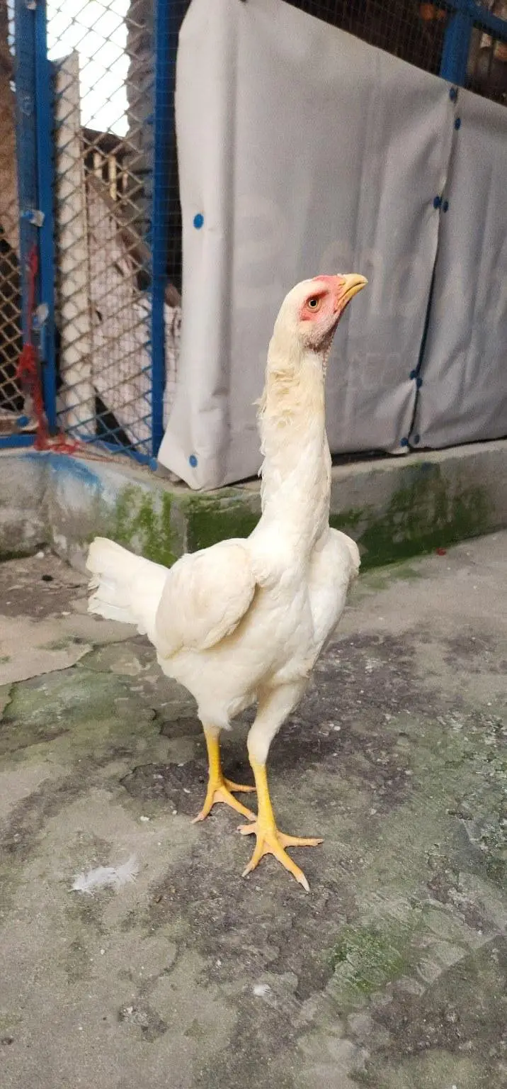 Aseel o shamoo — photo 2