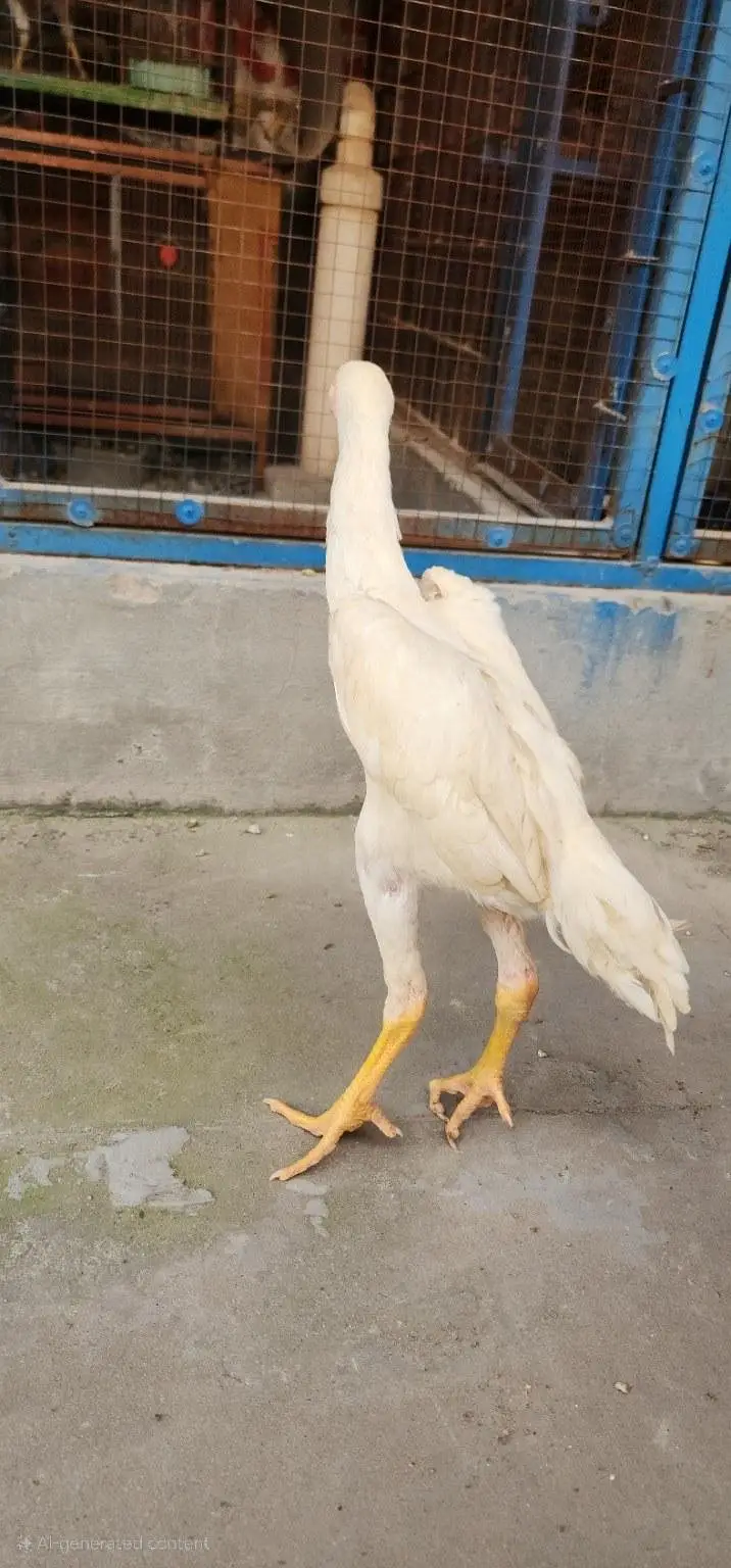 Aseel o shamoo — photo 3