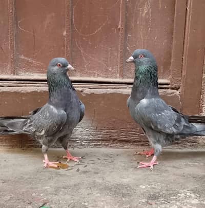 Kamangar pigeon for sell