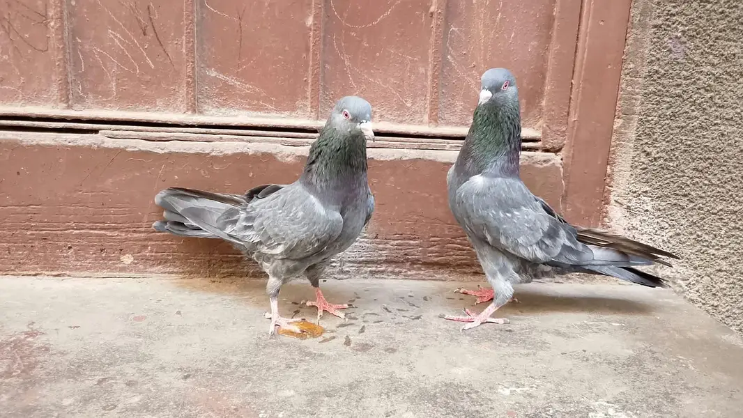 Kamangar pigeon for sell — photo 2