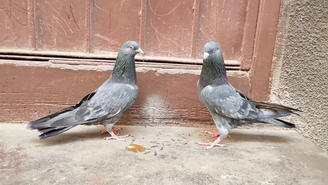 Kamangar pigeon for sell — photo 3