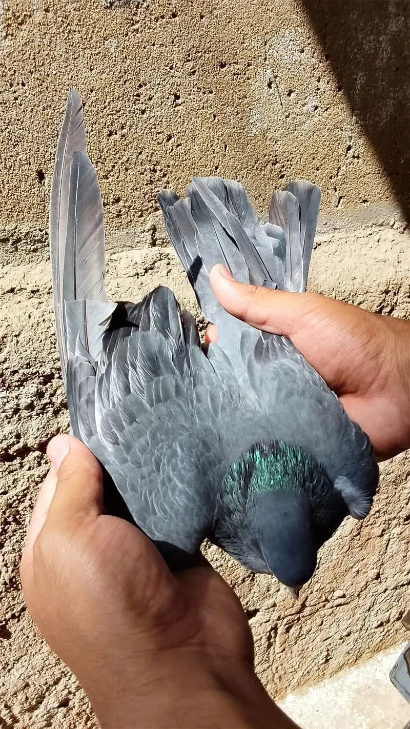Kamangar pigeon for sell — photo 4
