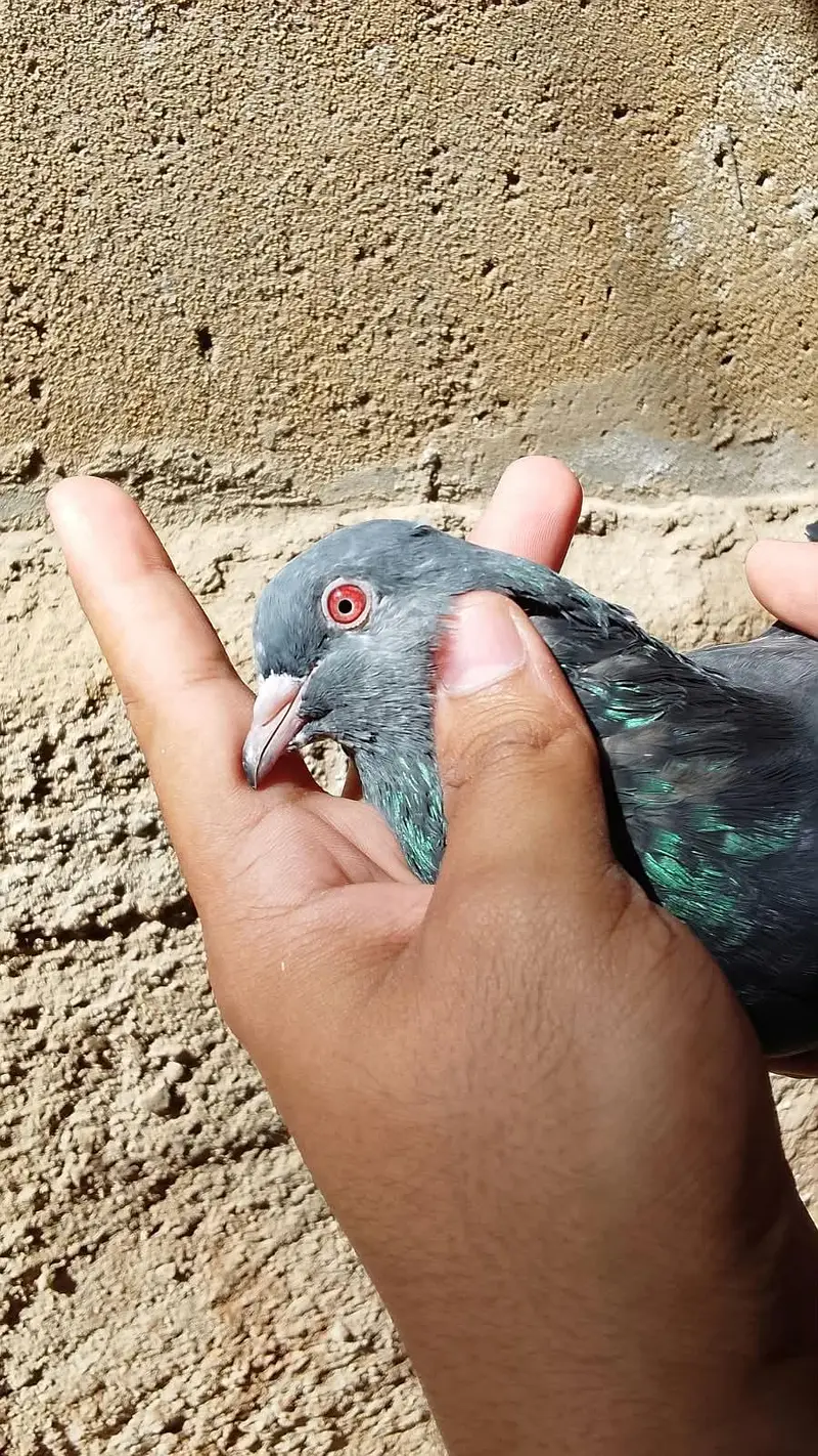 Kamangar pigeon for sell — photo 6
