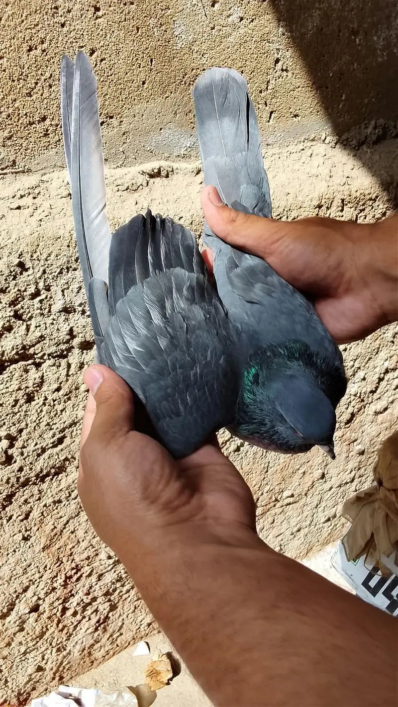 Kamangar pigeon for sell — photo 7
