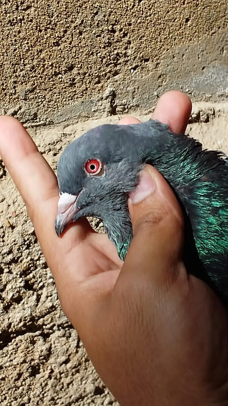 Kamangar pigeon for sell — photo 8