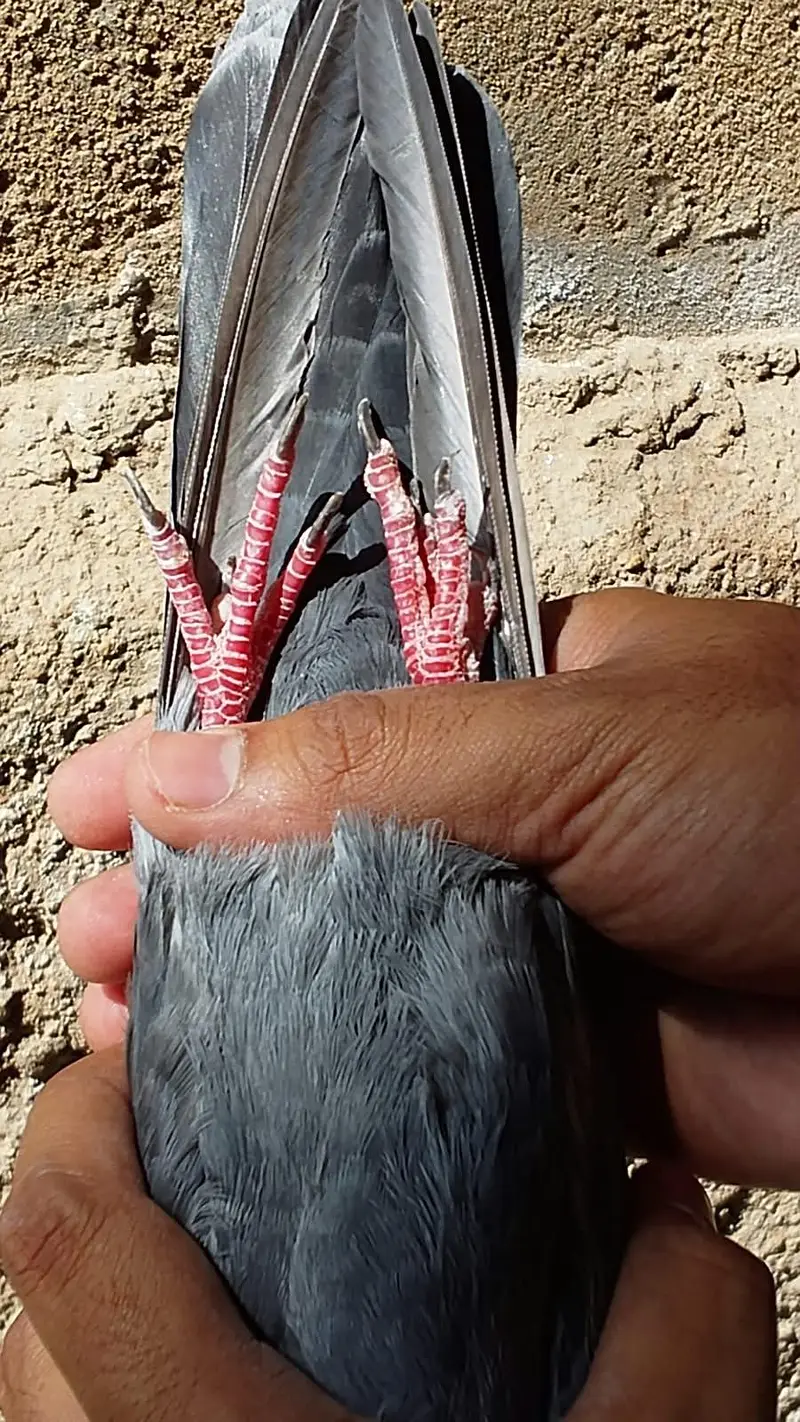 Kamangar pigeon for sell — photo 9
