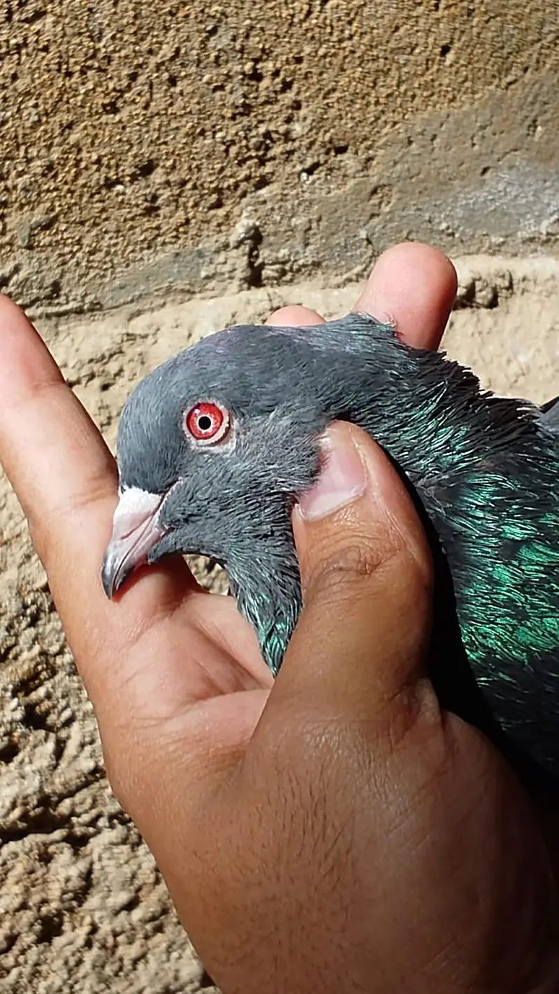 Kamangar pigeon for sell — photo 10