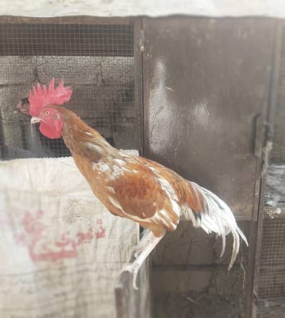 Aseel bengum for sale
