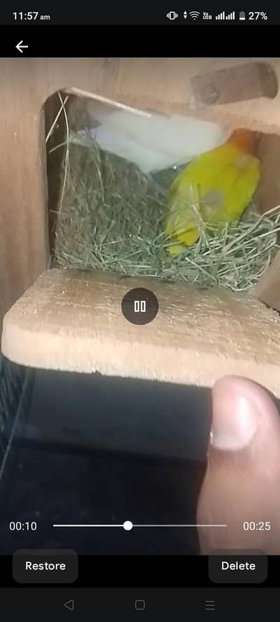 love bird for sale/Budgie For sale