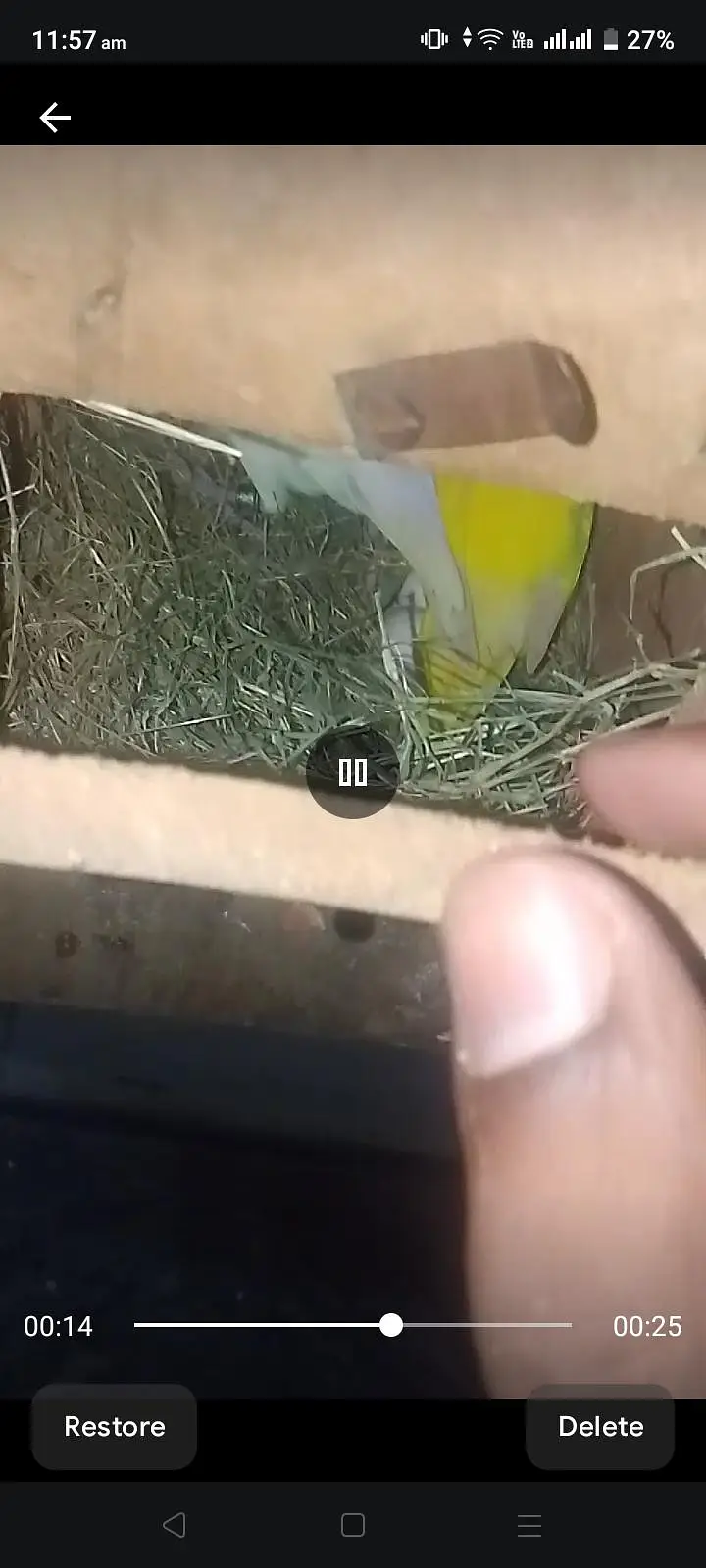 love bird for sale/Budgie For sale — photo 2