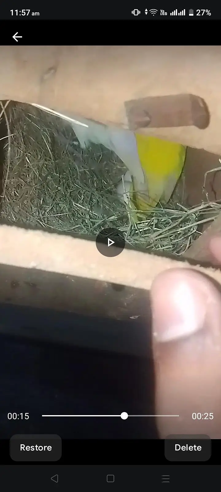 love bird for sale/Budgie For sale — photo 3