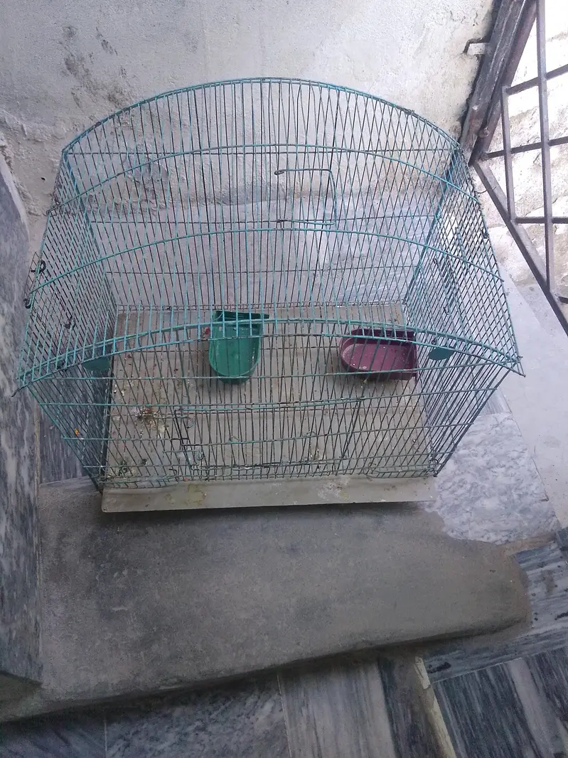 love bird for sale/Budgie For sale — photo 4