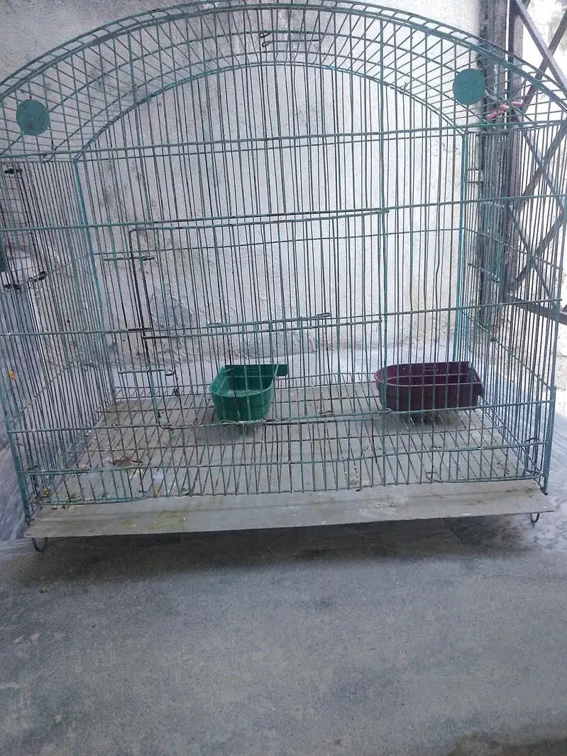 love bird for sale/Budgie For sale — photo 5